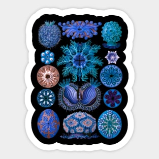 Ernst Haecke Ascidia Sea Squirts in Vivid Blue Sticker